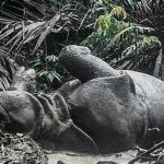 Pengadilan Ungkap Kronologi Pembunuhan Badak pada Taman Nasional Ujung Kulon, Cula Dijual Rupiah 300 Juta